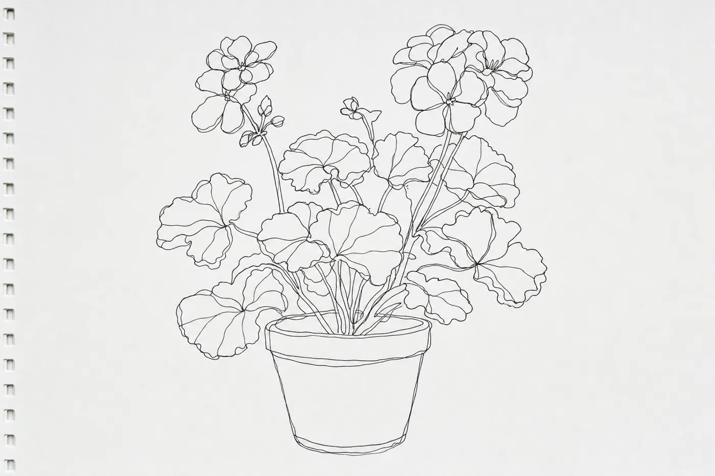 A pen contour drawing of a geranium in a clay pot: clean continuous lines, scalloped leaves overlapping, a few restated lines.